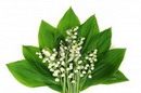 Convallaria Majalis